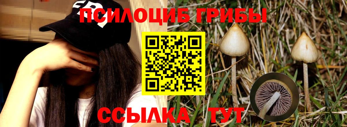 Псилоцибиновые грибы Magic Shrooms Верхняя Пышма